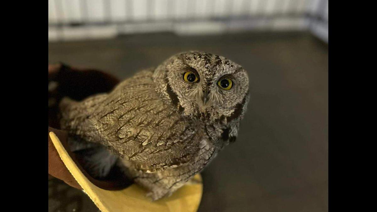 A man accused of driving high on meth was caught with an owl he purchased illegally from an Arizona gas station for $100, police said.