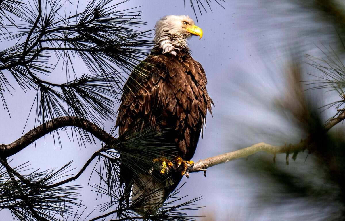 A bald eagle perches near its nest in Orangevale on Sunday. The nest is located on a gray pine tree on a bluff above Lake Natoma.