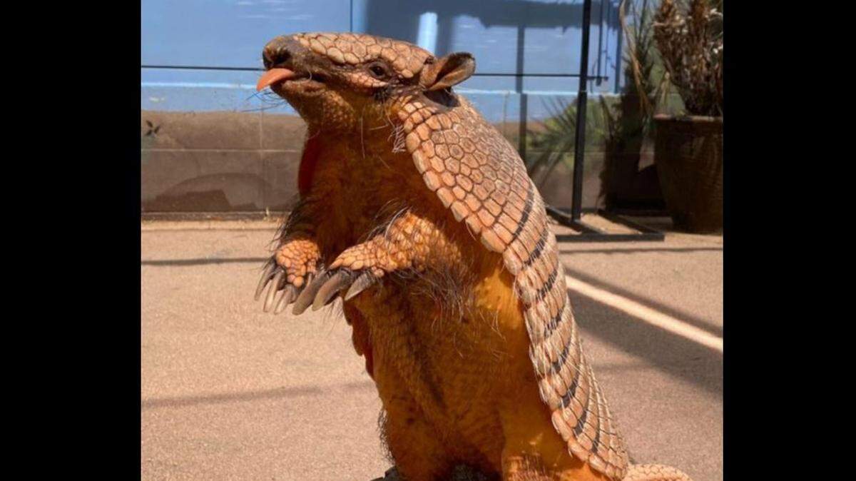 Josephine the armadillo escaped from the Sacramento Zoo on Tuesday, Oct. 4, 2022.