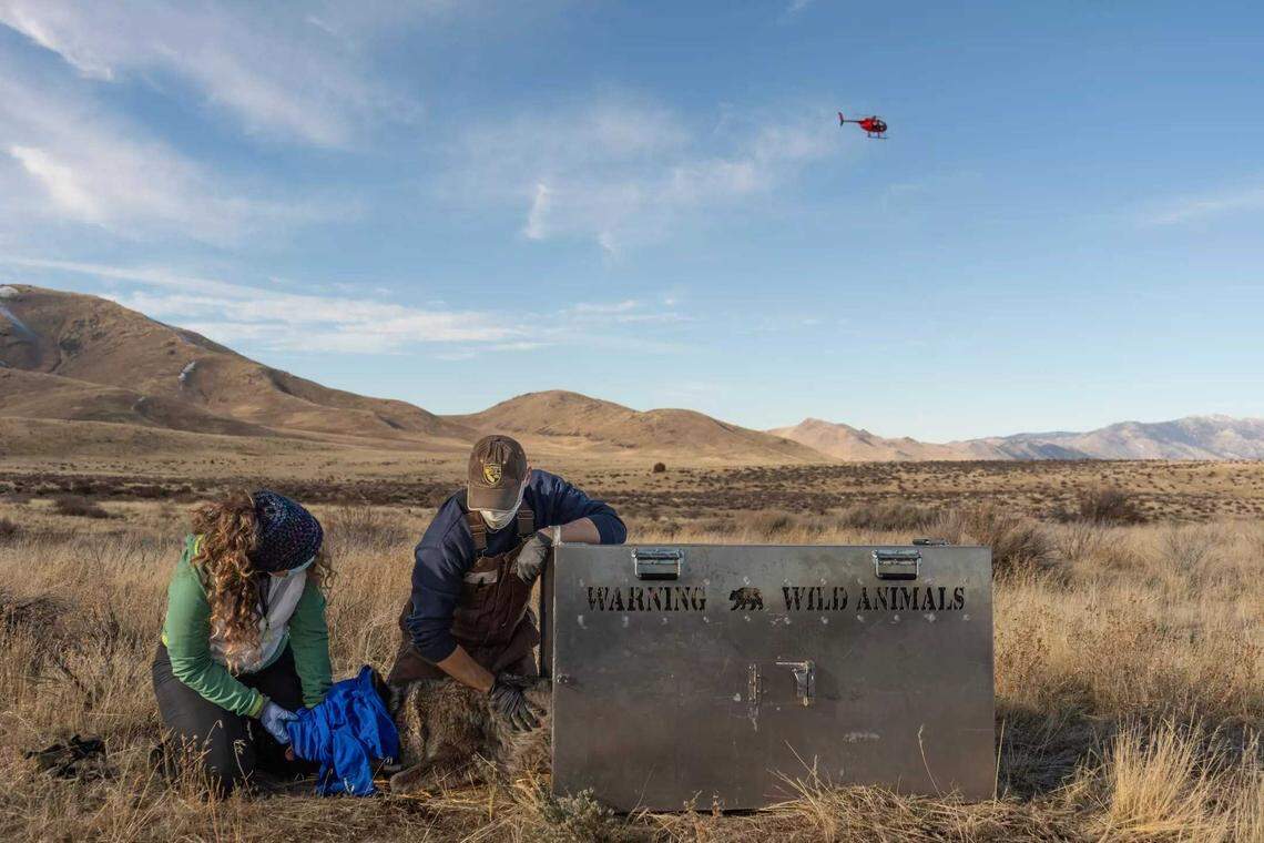 A veterinarian and biologist with the California Department of Fish and Wildlife monitor LAS23F, a gray wolf from the Beyem Seyo pack before releasing her in Sierra County.