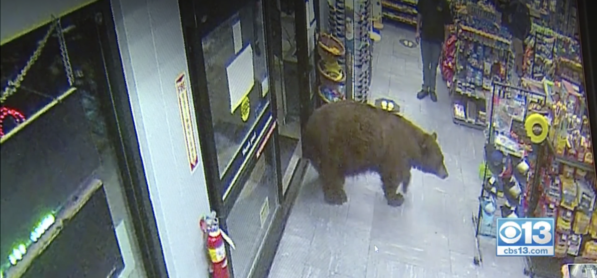 California Department of Fish and Wildlife released a black bear into the wild after it was caught on video entering stores in Kings Beach to take food.