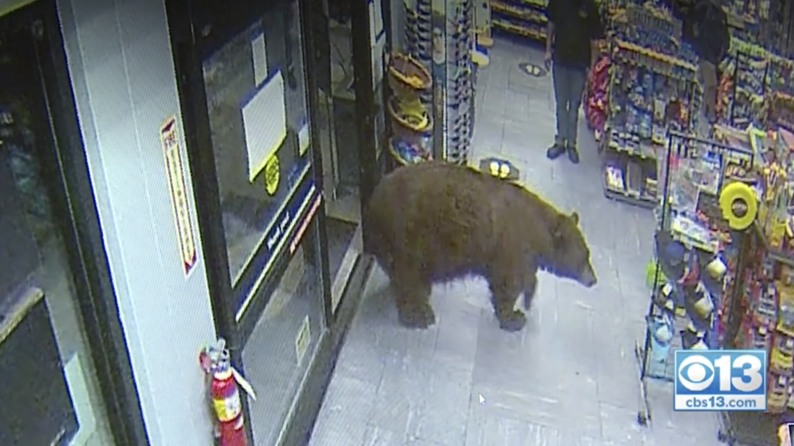 The California Department of Fish and Wildlife relocated a black bear after it was caught on video entering stores in Kings Beach in 2020. The bear was killed in August 2021 by a family at a campsite.