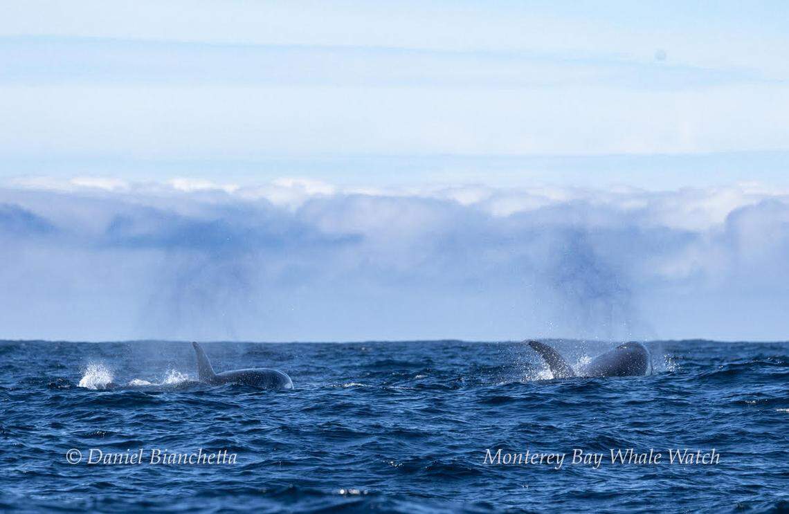 The whales were hunting sea lions in Monterey Bay.