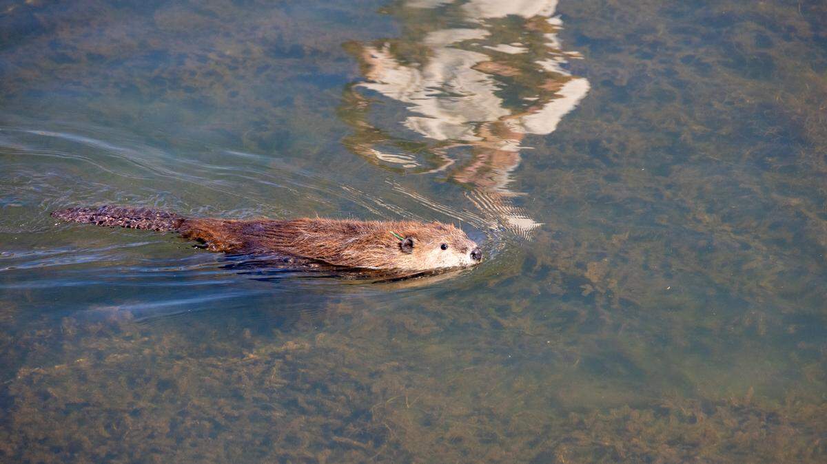 One of the three beaver kits swims in its new home in Maidu waters in Plumas County, California on Oct. 18, 2023. This beaver now resides in Tásmam Koyóm, a Plumas County tribal community, as a part of California’s beaver restoration efforts.