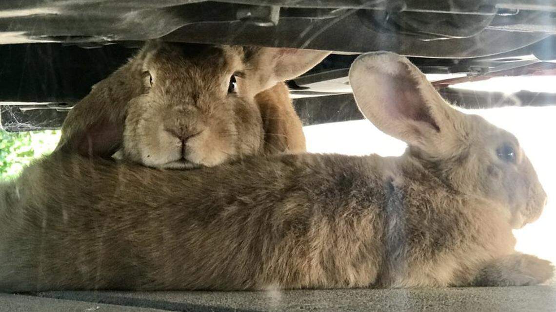 Two domestic rabbits hide underneath a parked car in Antioch’s Almondridge neighborhood where they have been roaming free and multiplying much to the dismay of some residents. (Judith Prieve/Staff)