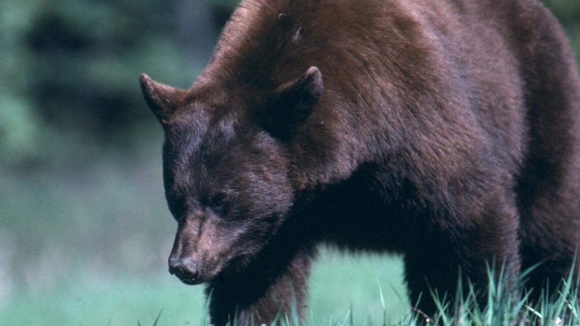 A black bear (not the one pictured) attacked an Oregon woman in her backyard, police told news outlets.