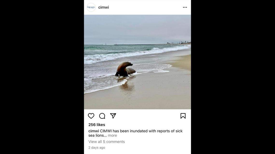 “Harmful algal bloom” is leading to a rush of calls about sick sea lions on the California coast.