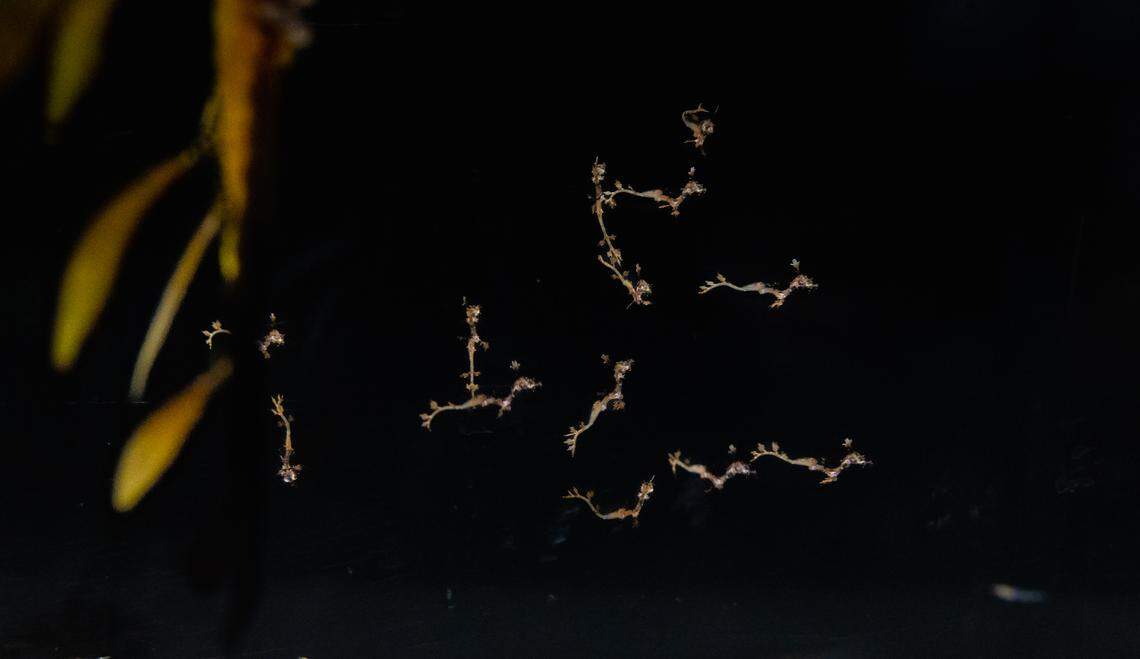 A pregnant male weedy seadragon that carried dozens of eggs and made history at a California aquarium, welcomed more than 70 newborns after there was no guarantee any would hatch.
