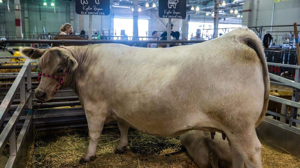 Gracie, a cow, shares a pen with her calf Rowdy at the California State Fair on July 11.