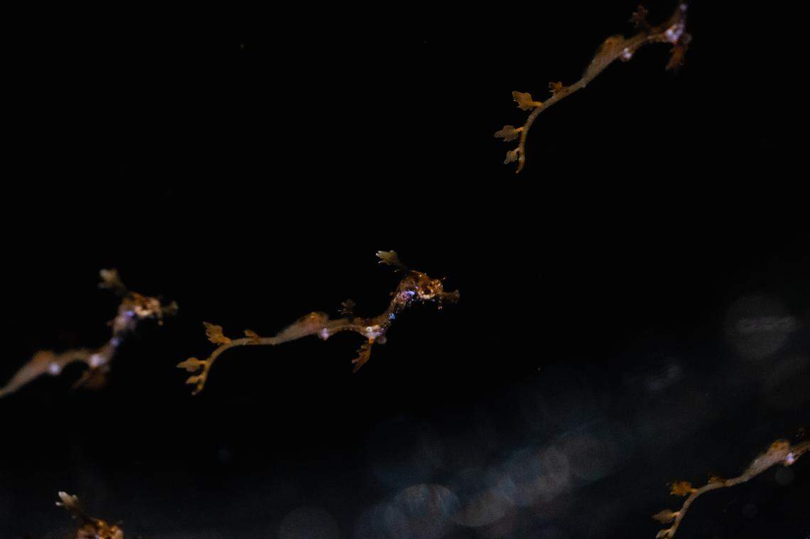 A pregnant male weedy seadragon that carried dozens of eggs and made history at a California aquarium, welcomed more than 70 newborns after there was no guarantee any would hatch.