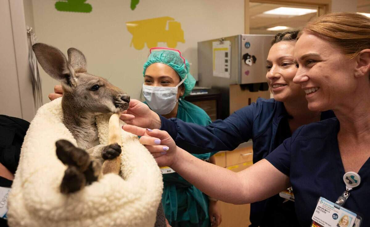 Nurses at Sutter Children’s Center take a break to pet a kangaroo named Fuzz Bucket as SeaWorld San Diego brought rescued animals to the hospital Wednesday, May 24, 2023.