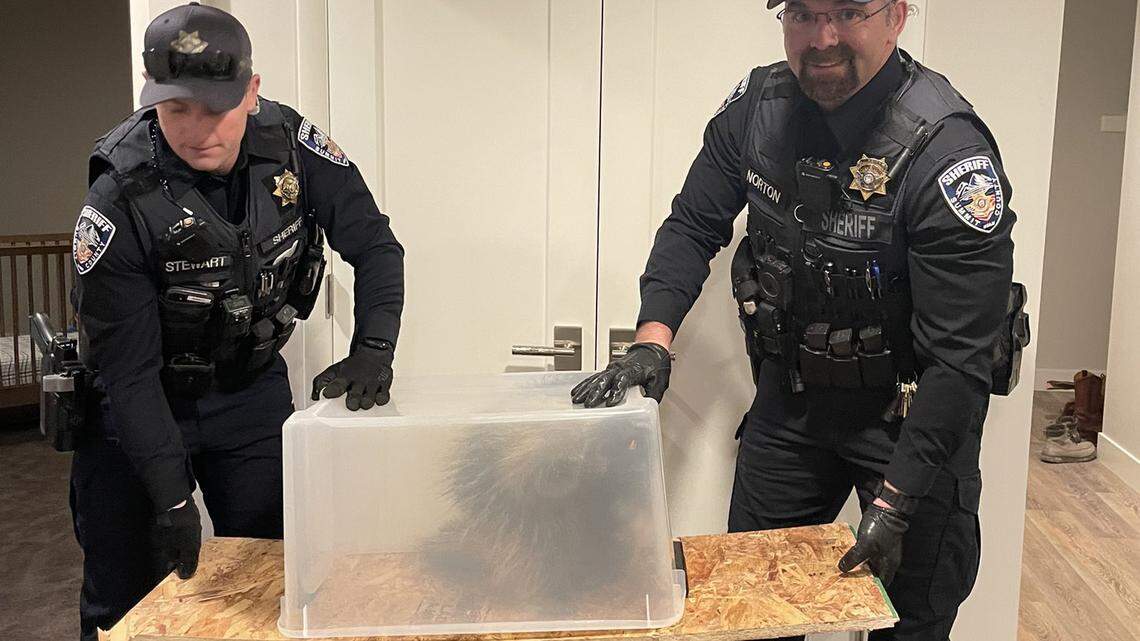A porcupine was spotted under a child’s crib at a home in Park City, Utah, on March 3, the sheriff’s office said.