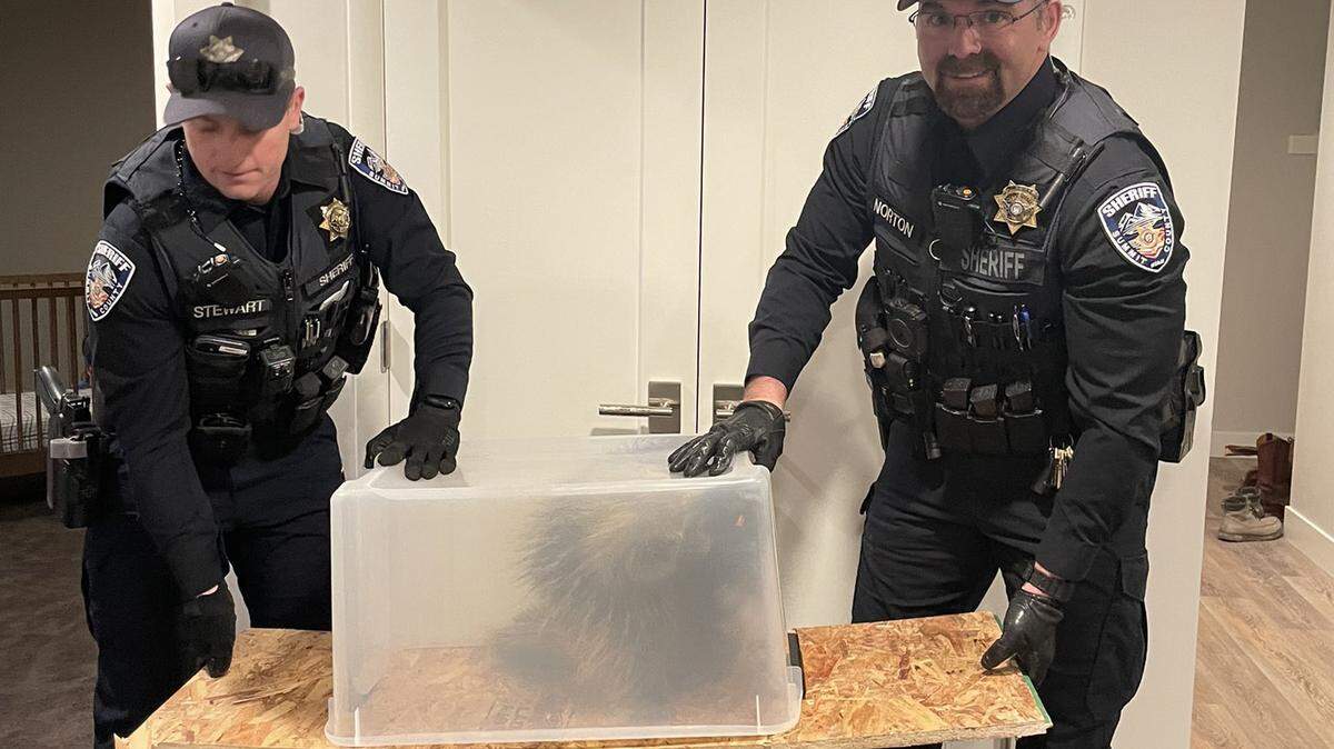 A porcupine was spotted under a child’s crib at a home in Park City, Utah, on March 3, the sheriff’s office said.