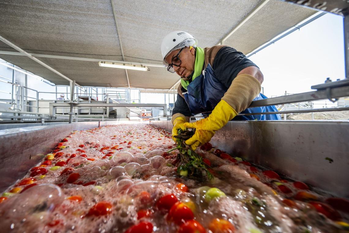 Evangelina Renació of Maxwell removes debris from a processing line at Morning Star tomato processing facility earlier this month.