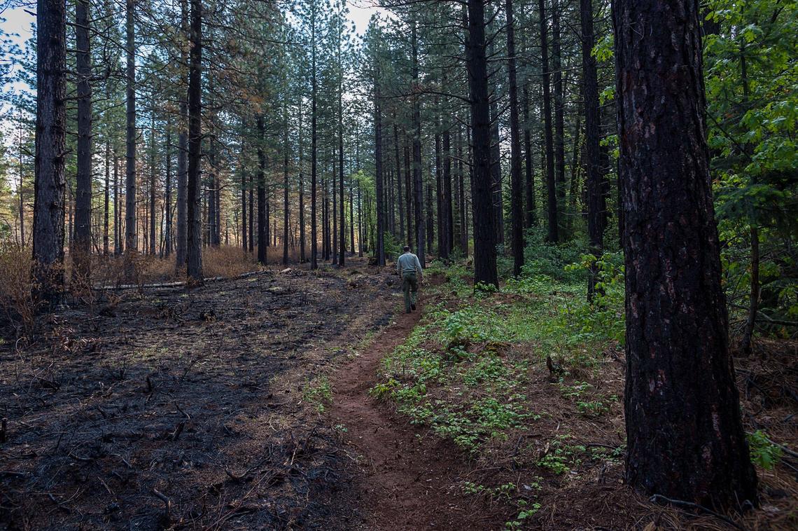 Brian Crawford of the U.S. Forest Service walks on fire barrier between the prescribed burn on Tahoe National Forest land and private property in Foresthill area on Friday, May 24, 2019.