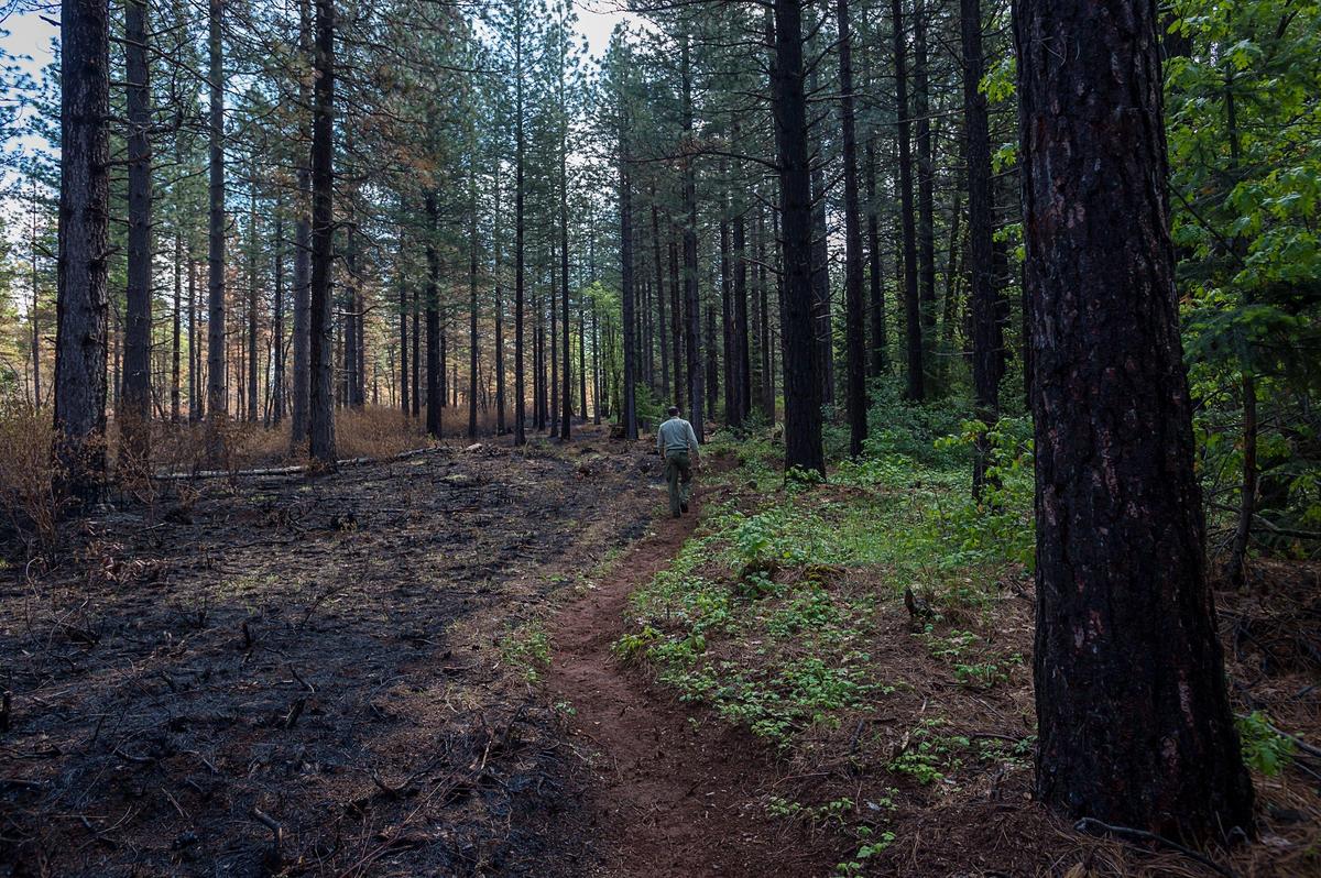 Brian Crawford of the U.S. Forest Service walks on fire barrier between the prescribed burn on Tahoe National Forest land and private property in Foresthill area on Friday, May 24, 2019.