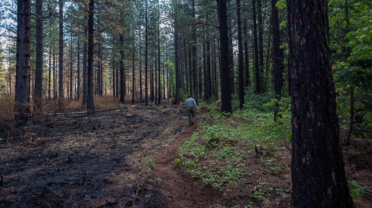 Brian Crawford of the U.S. Forest Service walks on fire barrier between the prescribed burn on National forest land and private property in Foresthill area on Friday, May 24, 2019, in Tahoe National Forest.