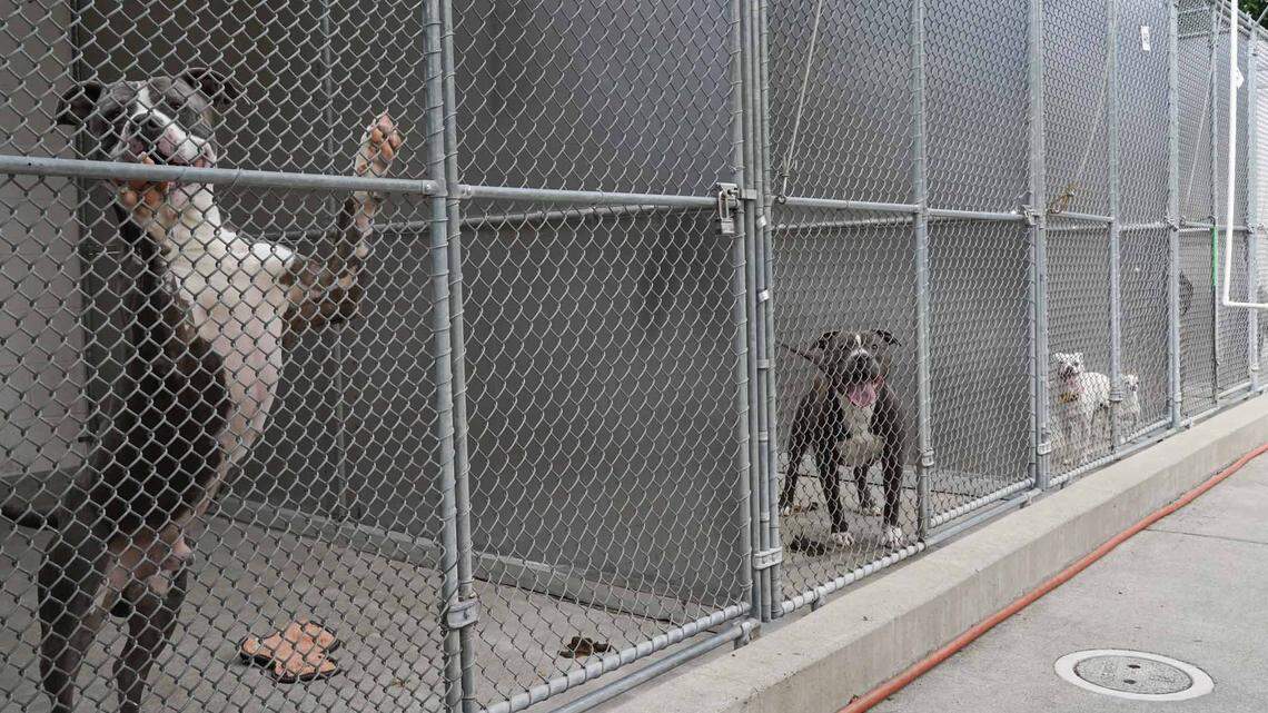 The Front Street Animal Shelter in Sacramento is waiving adoption fees for dogs through Feb. 18 to make space for lost dogs after a powerful storm on Sunday in Northern California.