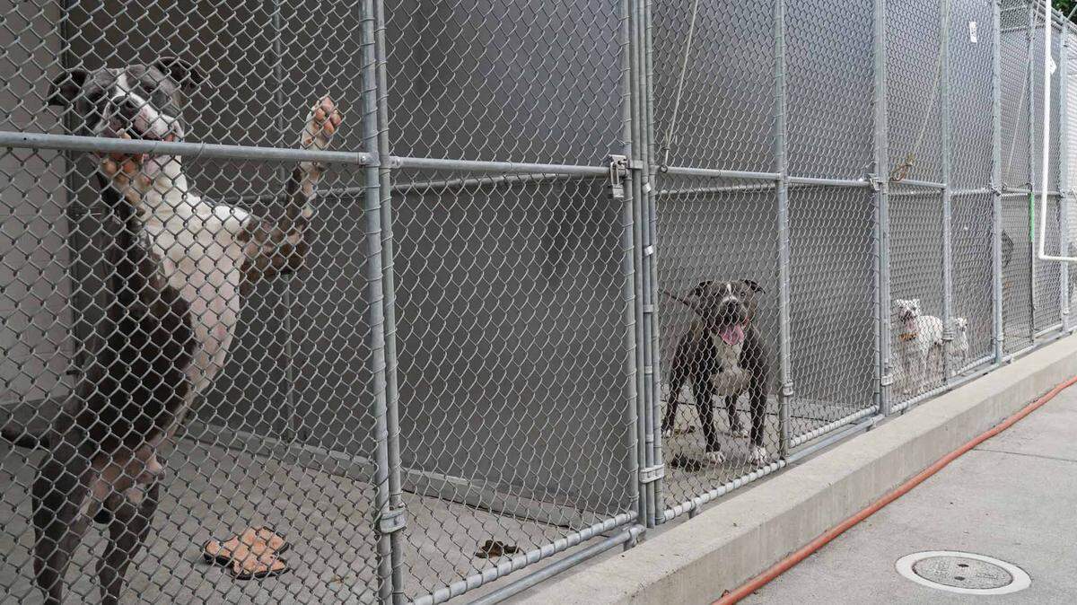The Front Street Animal Shelter in Sacramento is waiving adoption fees for dogs through Feb. 18 to make space for lost dogs after a powerful storm on Sunday in Northern California.