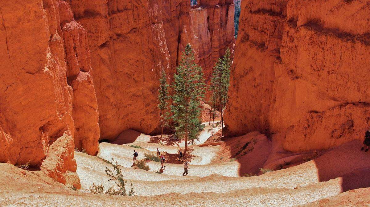 Navajo Loop Trail in Utah winds between narrow limestone walls “with views of towering Douglas-fir trees and the park’s most famous hoodoo: Thor’s hammer,” a National Park Service says.