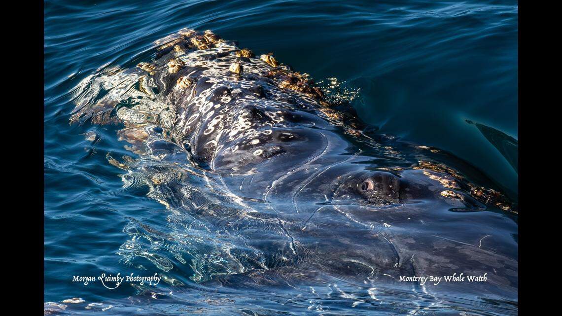The curious calf showed off its eye to boaters.
