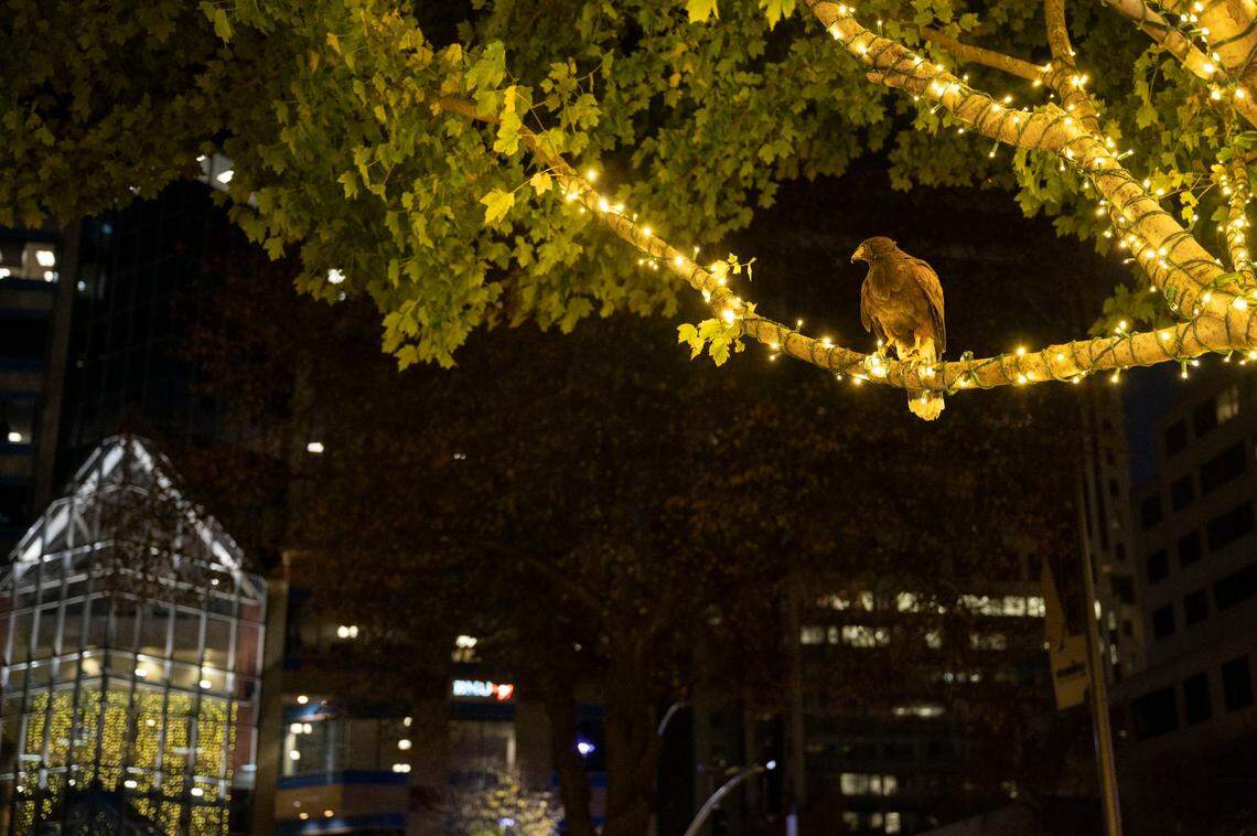 Jasper, a Harris’s hawk, surveys the area from a tree lit with Christmas lights Friday,. He’s one of the birds used by Hawk on Hand falconry service to help push out the crows that come downtown to sleep, creating a mess with their droppings.