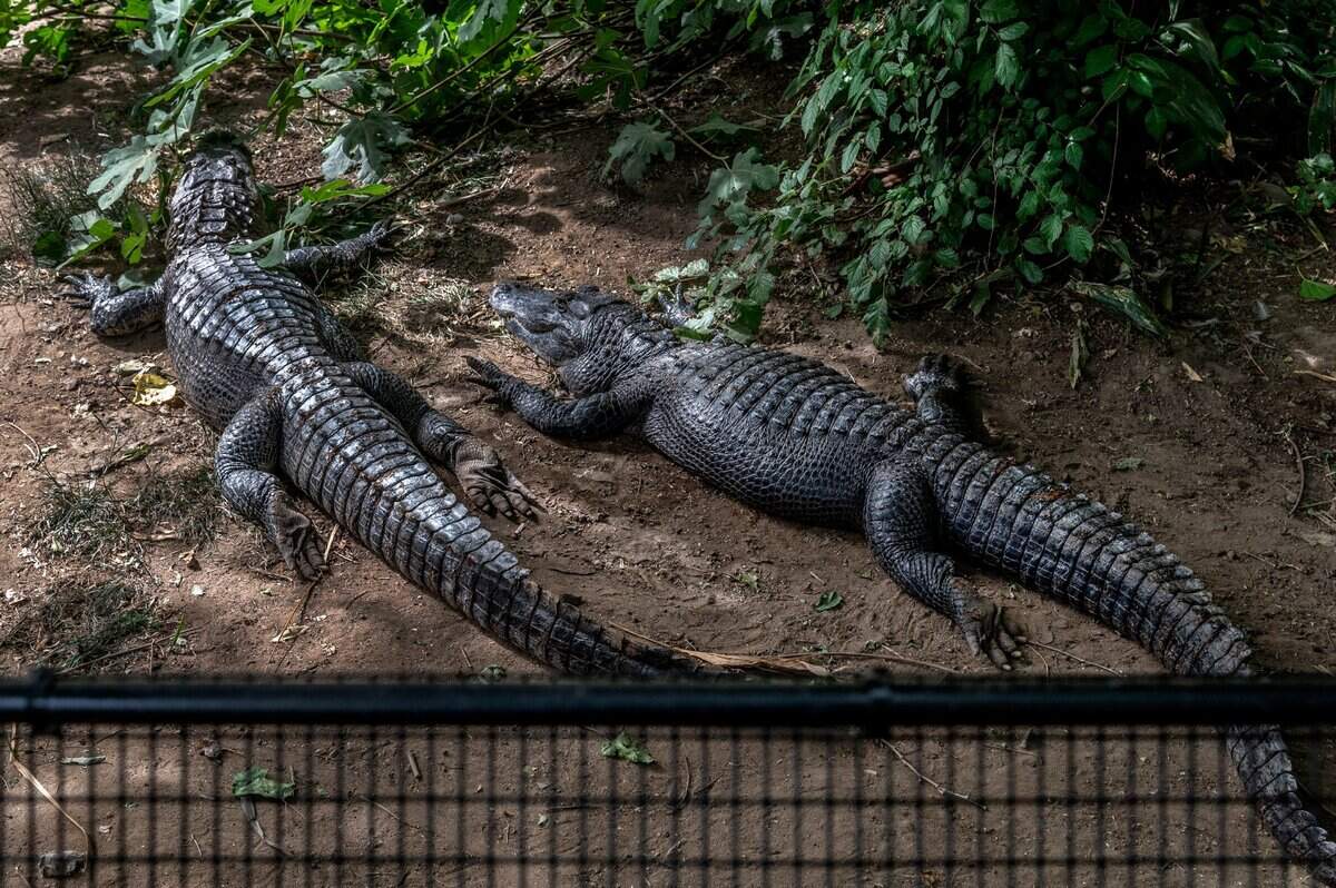 Two American alligators rest in a new exhibit at the Sacramento Zoo on Thursday. A new exhibit was built during the coronavirus shutdown.