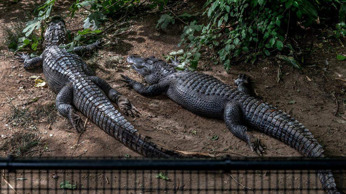 Alligators’ tails can regrow, according to new research in Nature’s Scientific Reports.