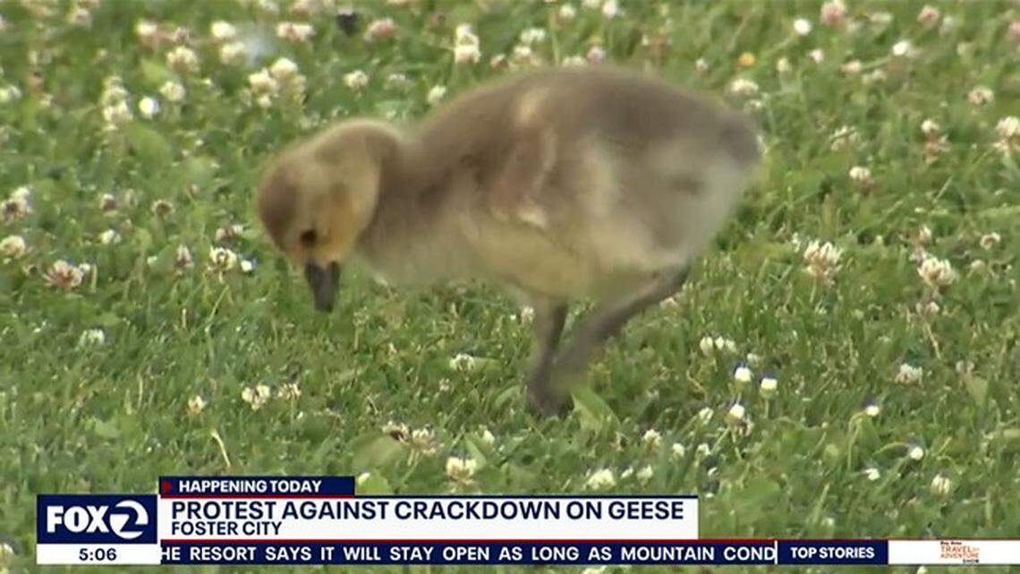 A California city says it may need to kill some of the hundreds of geese pooping all over parks and beaches.