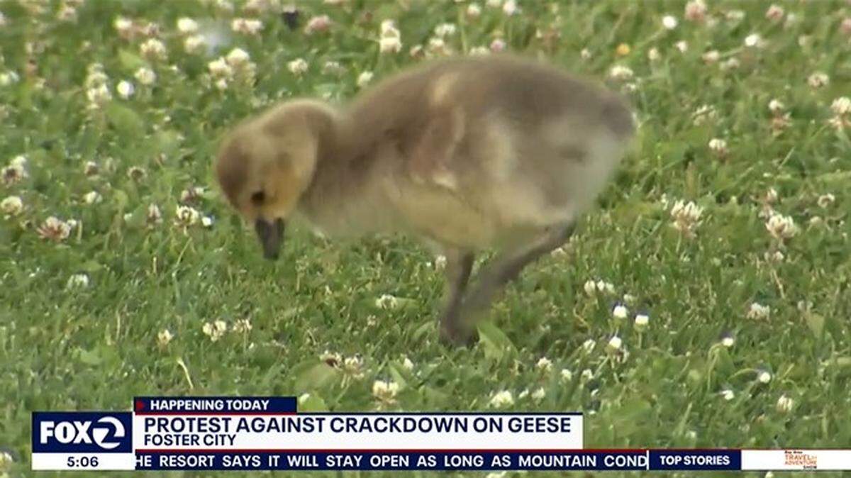 A California city says it may need to kill some of the hundreds of geese pooping all over parks and beaches.