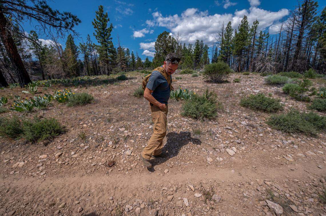 Axel Hunnicutt, chief wolf biologist and gray wolf coordinator for the California Department of Fish and Wildlife, walks along a trail in the high Sierra Valley in June spotting tracks left by wolves, bears, deer, and coyotes, as well as scat that appeared to be from a wolf. Hunnicutt was glad to see no signs that the wolves he was tracking in the area had come to harm.