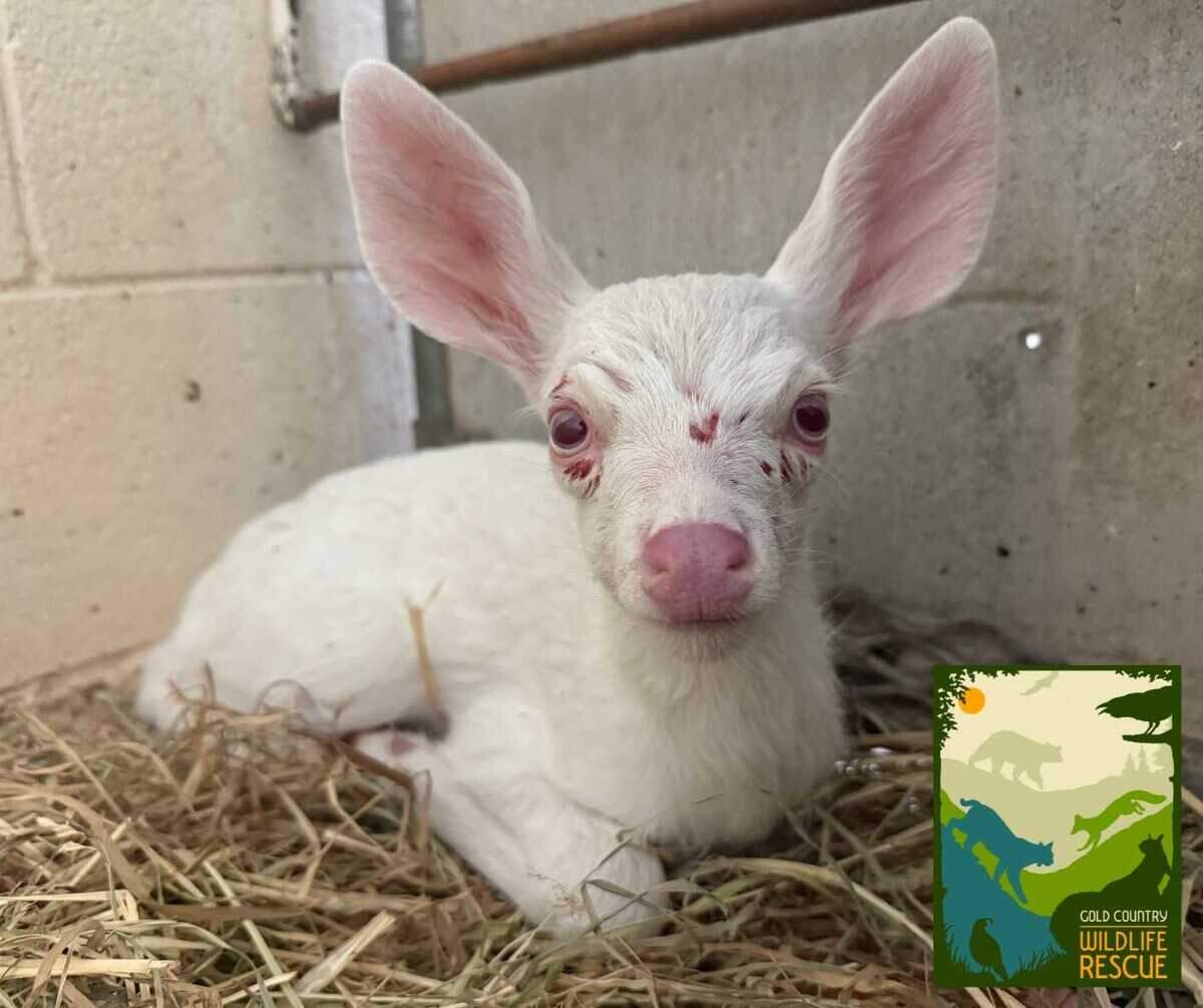 Gold Country Wildlife Rescue, an Auburn-based nonprofit, found a rare albino deer fawn in Yuba County, the group announced Sunday.