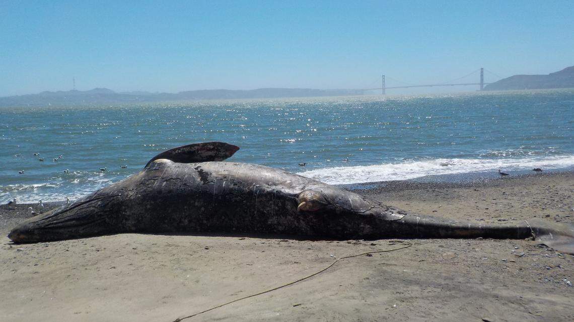 Three more gray whales have washed up dead in the San Francisco Bay in the last week, the Marine Mammal Center said. Nine whales were found dead in 2021.