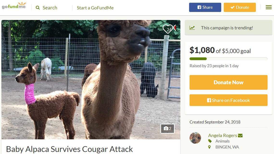 An alpaca at a ranch in Cook, Washington, drove off a mountain lion attacking her baby, a night security video shows. The baby alpaca, which suffered a neck wound, will be named Lucky, the owners say.