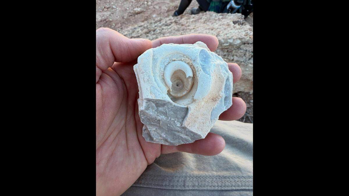 This oddly shaped fossil came from a 6-million-year-old rock formation in Lake Mead National Recreation Area along the Arizona-Nevada border. What is it?