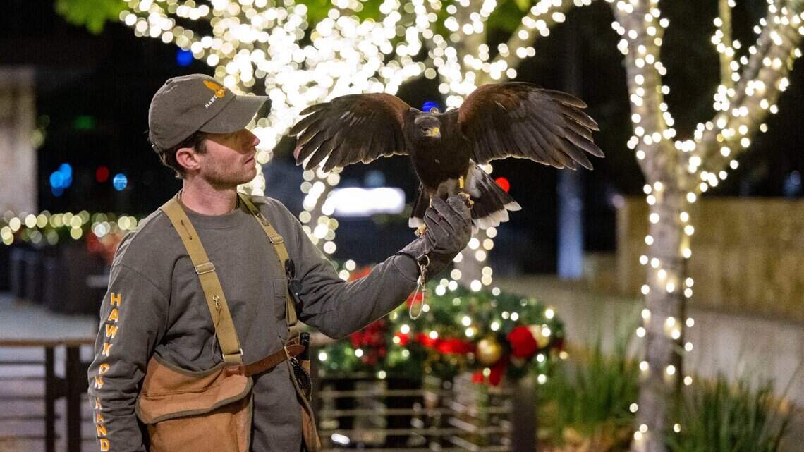Sacramento turns to unexpected solution for downtown crows: A man with an even bigger bird