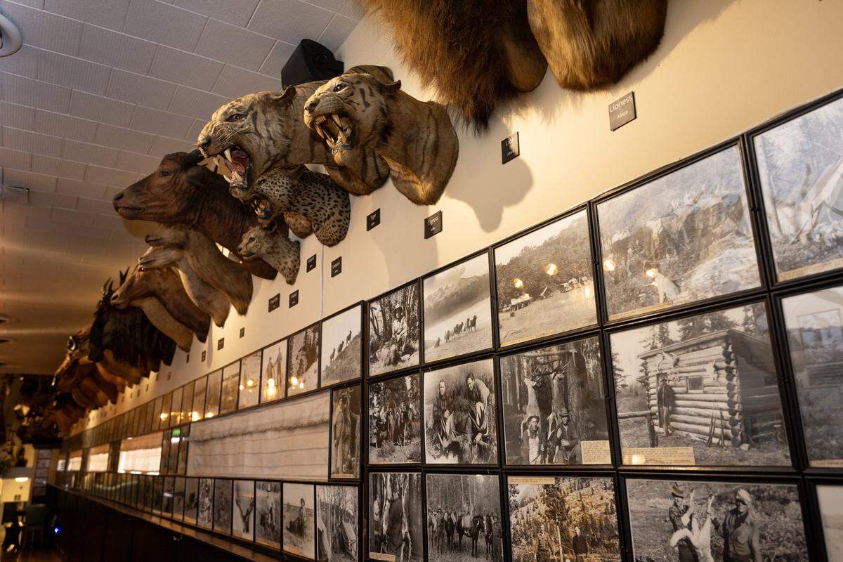 Exotic taxidermied animals and historical photographs of big game hunting hang on the walls of Foster’s Bighorn on Monday, Sept. 22, 2025, in Rio Vista. Former owner Bill Foster shot most of the animals in the collection.