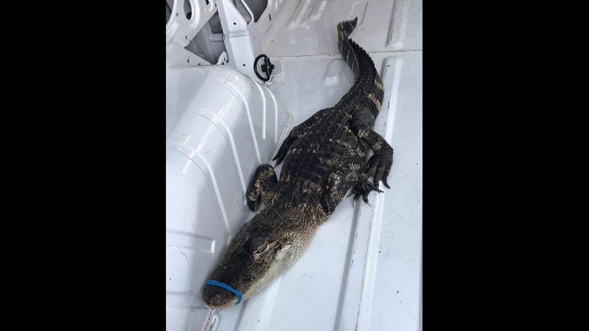 A kayaker fishing for salmon discovered a four-foot-long caiman alligator swimming in Lake Michigan on Monday. Waukegan, Illinois, officials retrieved the reptile, which had its mouth taped shut.