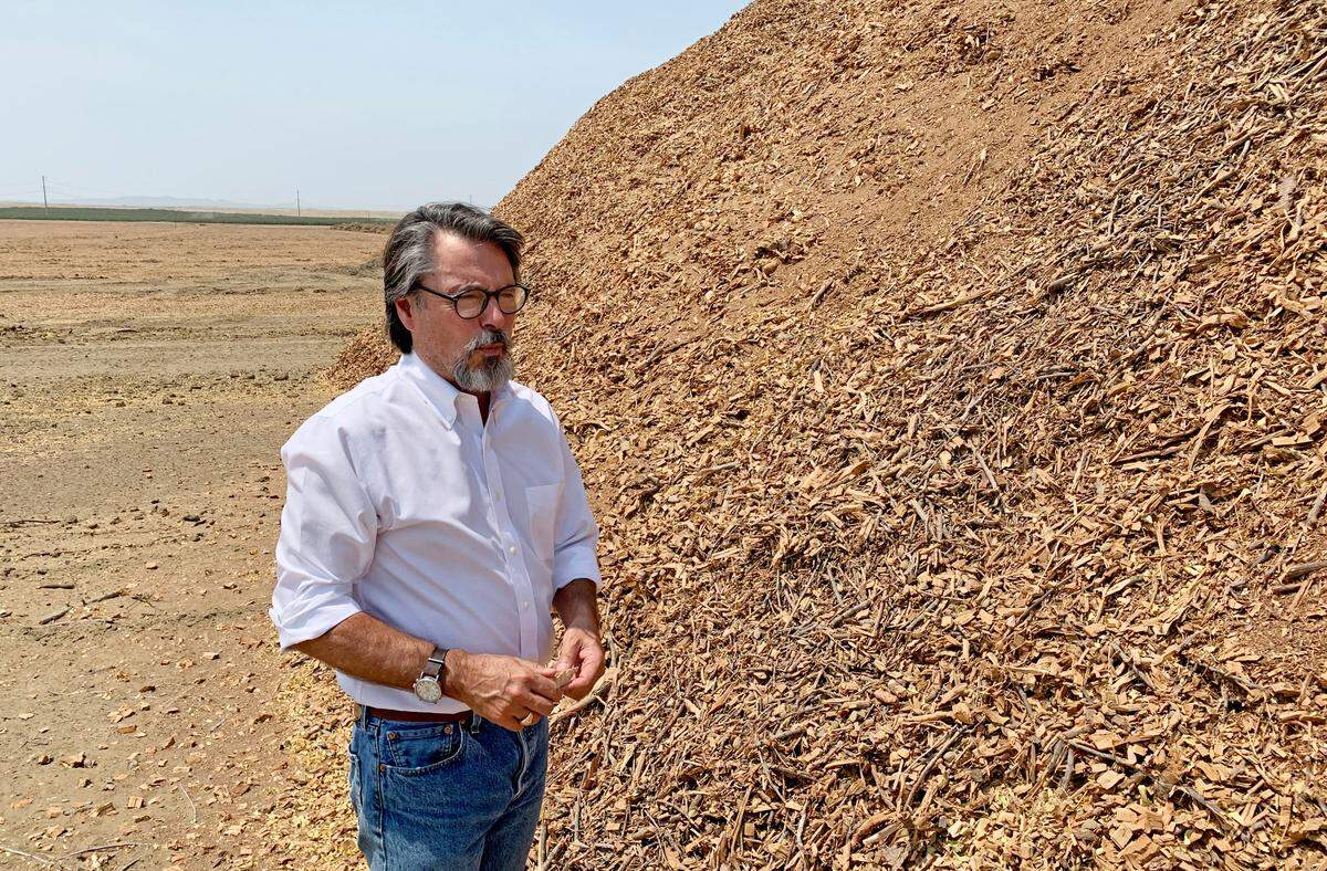 Stuart Woolf, president of Woolf Farming and Processing, examines a large pile of wood chips – the remnants of a 400-acre almond orchard that was ripped out this spring – near Huron in Fresno County on Aug. 12.