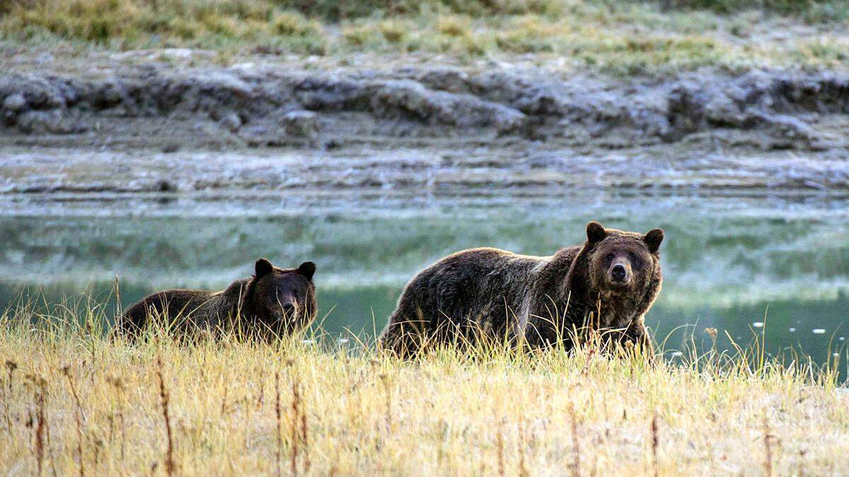 A Grizzly bear mother and her cub walk near Pelican Creek Oct. 8, 2012 in the Yellowstone National Park in Wyoming. Senate Bill 1305 would direct California to study the ecological, social and practical feasibility of responsibly reintroducing grizzly bears by 2030.