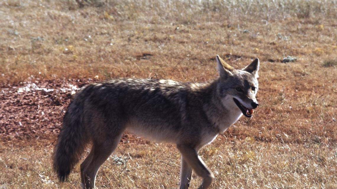 A coyote (not the one pictured) attacked and dragged a dog away from its owner, California police said.