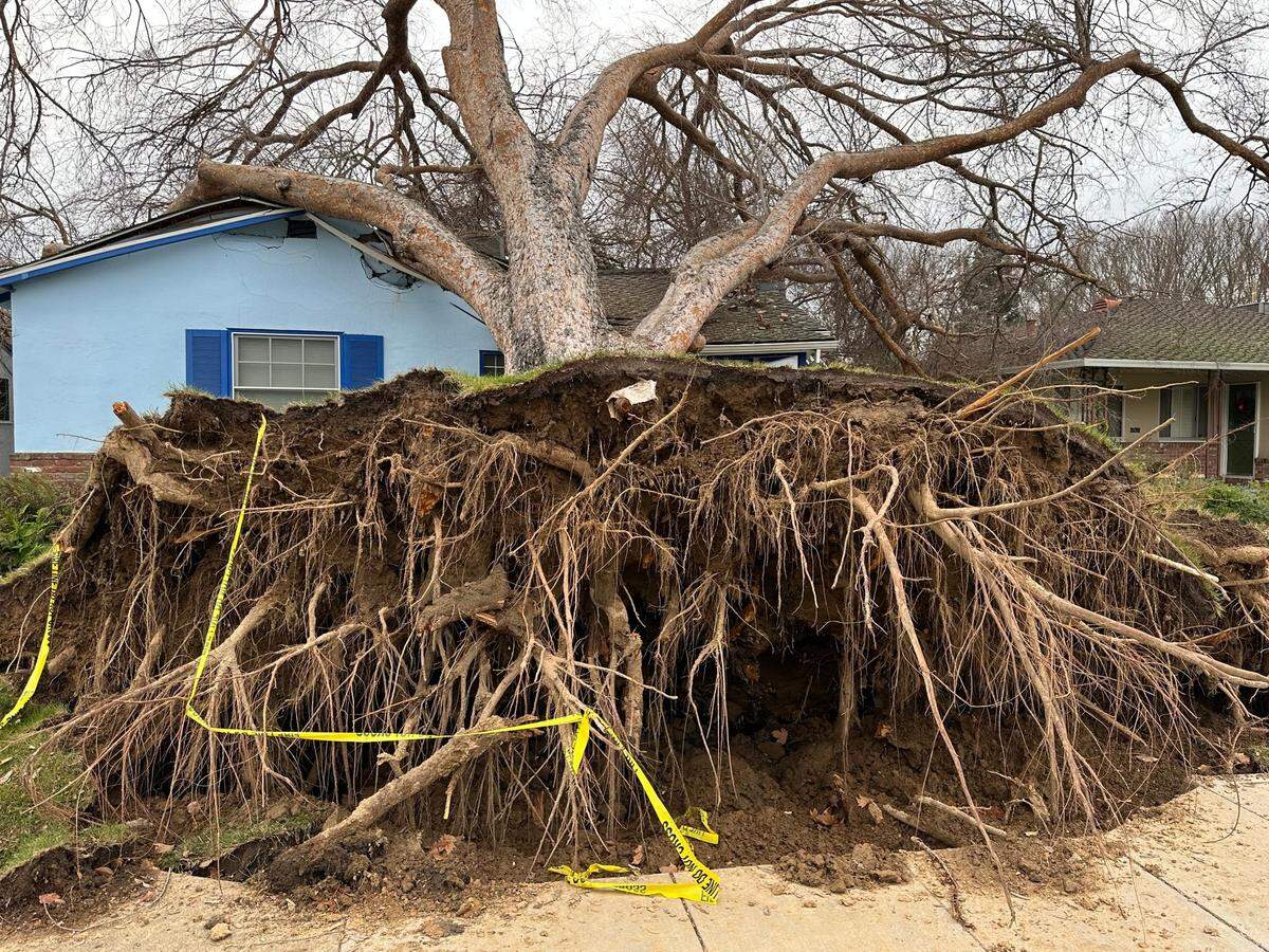 Arborist Scott Shaw with Fair Oaks Arborist responds to a Chinese Elm tree in River Park. The healthy tree was uprooted in Northern California’s “atmospheric river” storm.