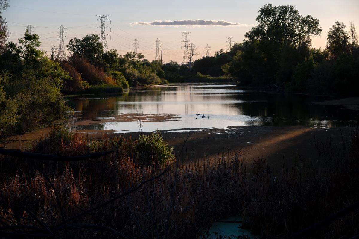 Bushy Lake, photographed Monday, June 14, 2021, is a habitat along the American River Parkway for the western pond turtle and non-native red-eared turtle. The arrest of a homeless man in murder of 20-year-old Emma Roark rattled users and neighbors of the American River Parkway from Sacramento to Rancho Cordova.