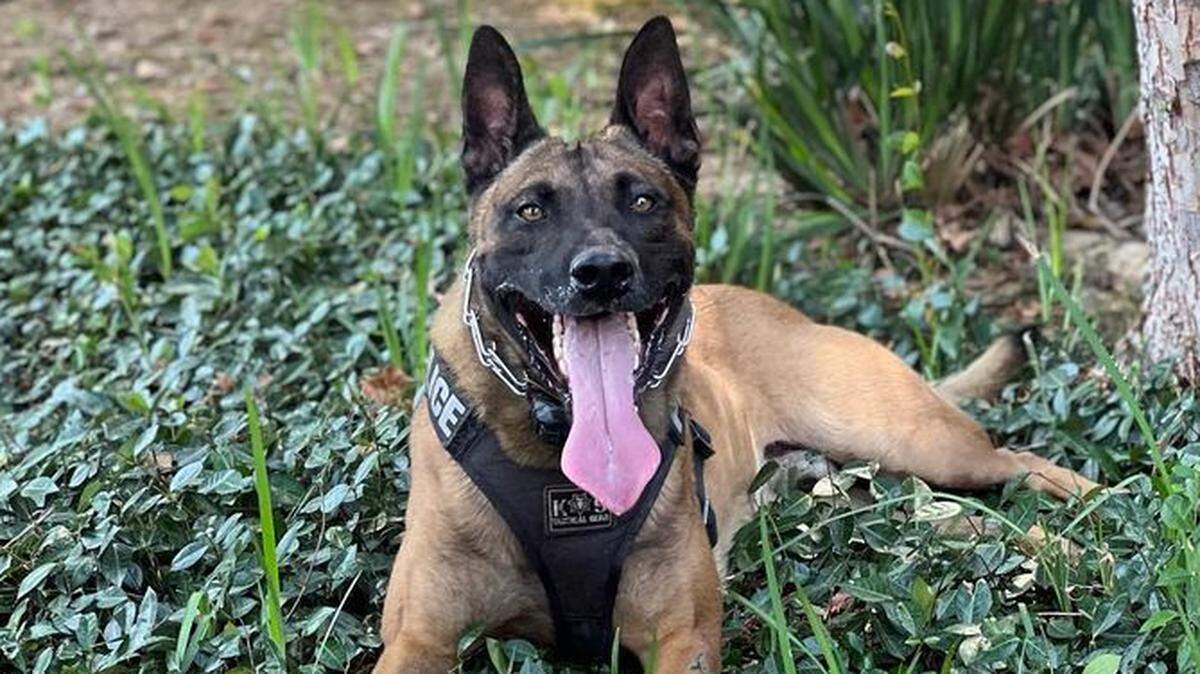 Graham, an Elk Grove police K-9 officer, is shown in an Oct. 12 photo on the Facebook page of the Elk Grove Police K9 Association.