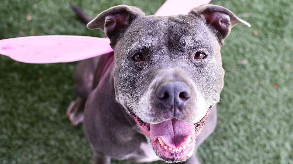 Daphne, a Terrier/American Staffordshire Mix, has become a volunteer favorite at the Sacramento County SPCA thanks to her sweet personality. She loves to be close to you and if you sit down, she might climb up in your lap.