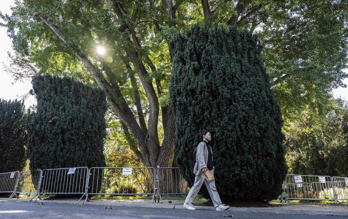 A pedestrian walks through Capitol Park near a ginkgo tree that is fenced off to keep people from stepping on its smelly fruit on Monday. State officials say the fruit creates a foul odor and slipping hazard, prompting complaints and safety concerns.