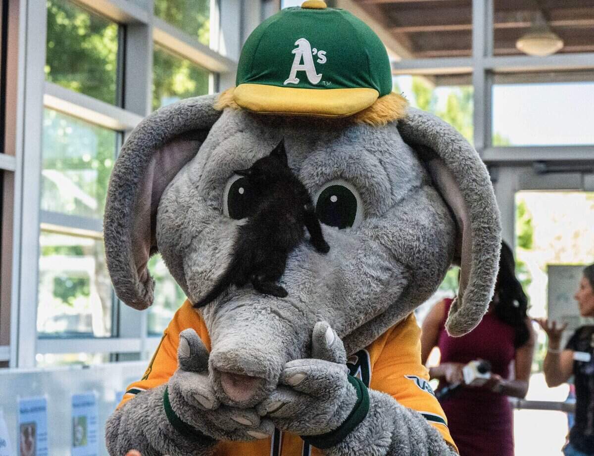 Athletics mascot Stomper plays with a kitten at the Sacramento SPCA on June 18, 2025.