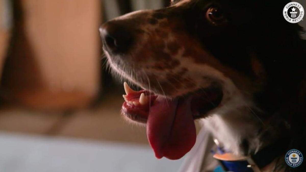 Bisbee, a 3-year-old dog from Tuscon, Arizona was named the longest tongue on a living dog, Guinness World Record officials said.
