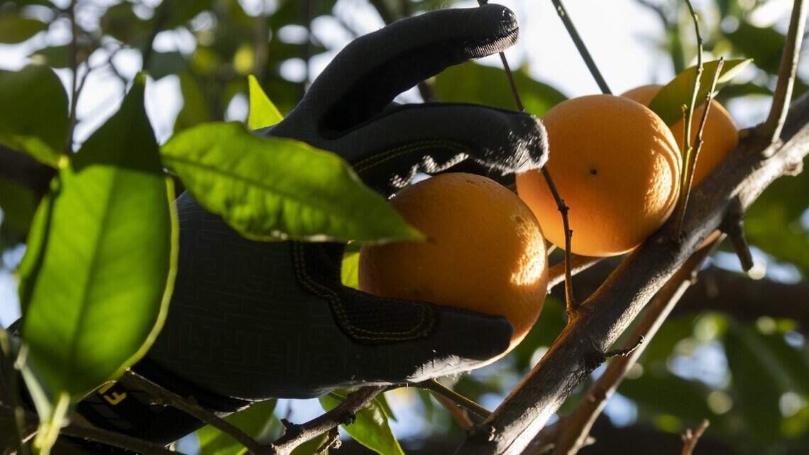 Is my California neighbor allowed to pick fruit from my tree? See state rules