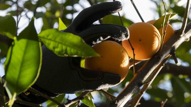 Is my California neighbor allowed to pick fruit from my tree? See state rules